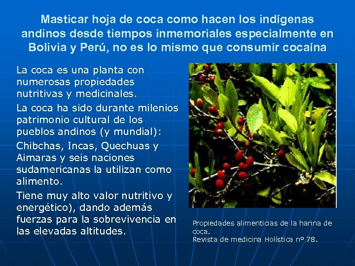 Masticar hoja de coca como hacen los indígenas andinos desde tiempos inmemoriales especialmente en