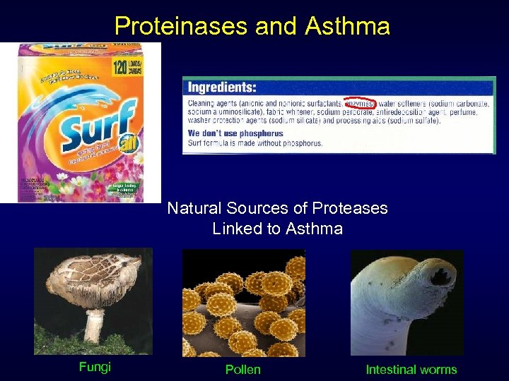 Proteinases and Asthma Natural Sources of Proteases Linked to Asthma Fungi Pollen Intestinal worms