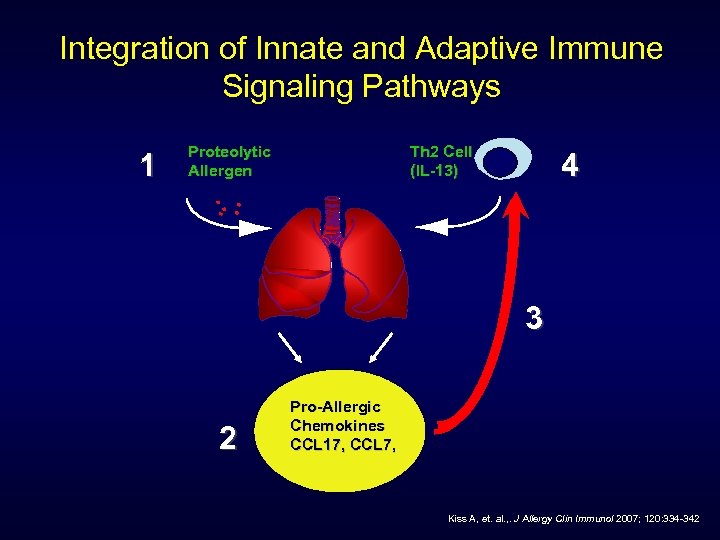 Integration of Innate and Adaptive Immune Signaling Pathways 1 Th 2 Cell (IL-13) Proteolytic