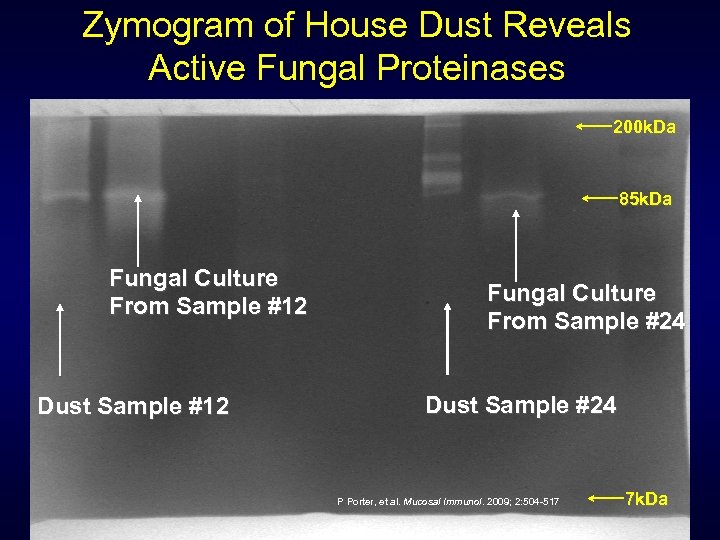 Zymogram of House Dust Reveals Active Fungal Proteinases 200 k. Da 85 k. Da