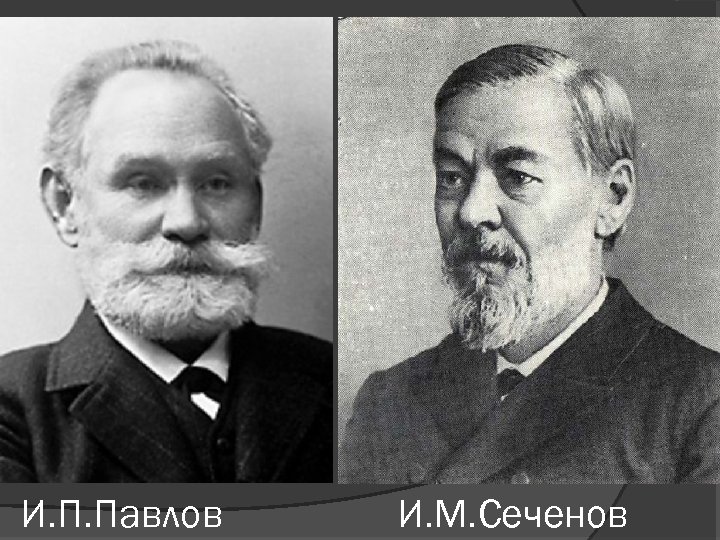 И. П. Павлов И. М. Сеченов 