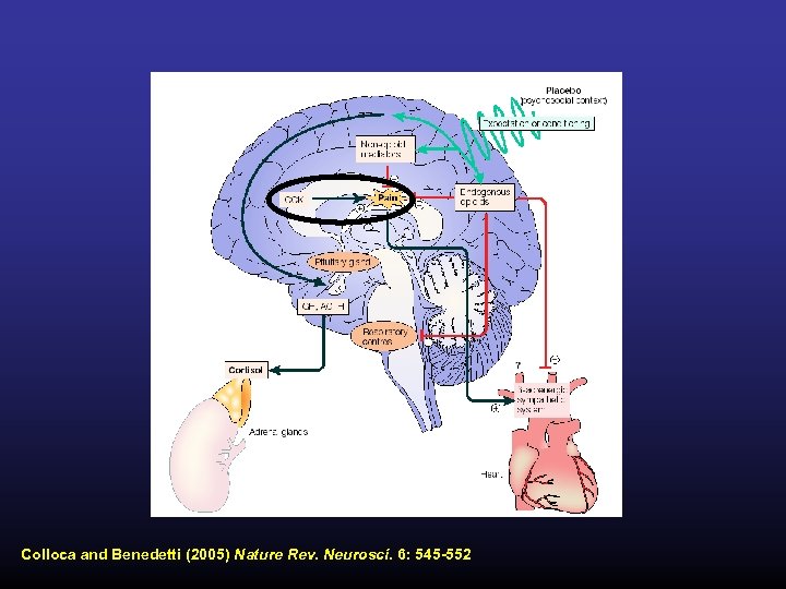 Colloca and Benedetti (2005) Nature Rev. Neurosci. 6: 545 -552 