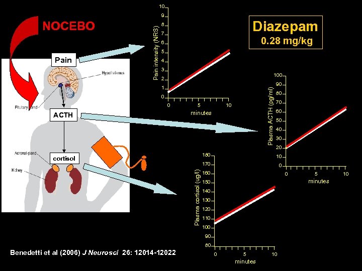 10 NOCEBO Pain intensity (NRS) 9 Diazepam 8 7 0. 28 mg/kg 6 5