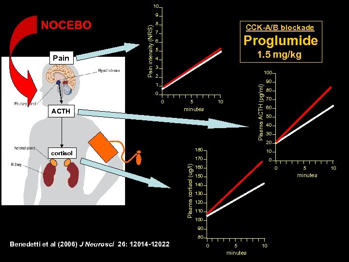 10 NOCEBO Pain intensity (NRS) 9 8 CCK-A/B blockade 7 Proglumide 6 5 1.