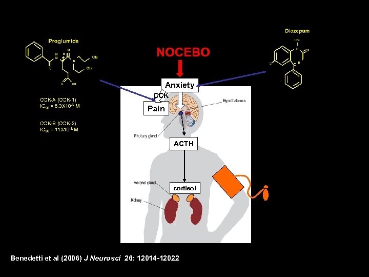 NOCEBO Anxiety CCK-A (CCK-1) IC 50 = 6. 3 X 10 -3 M CCK