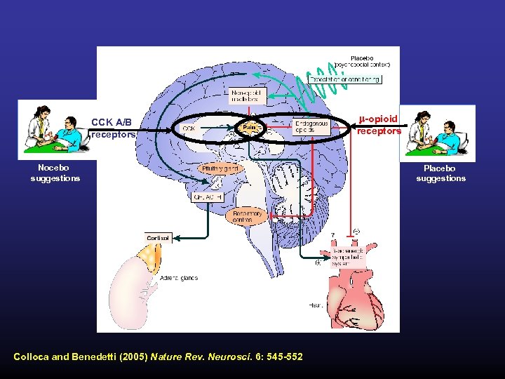 CCK A/B receptors Nocebo suggestions Colloca and Benedetti (2005) Nature Rev. Neurosci. 6: 545