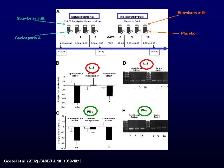 Strawberry milk Placebo Cyclosporin A Goebel et al. (2002) FASEB J. 16: 1869 -1873