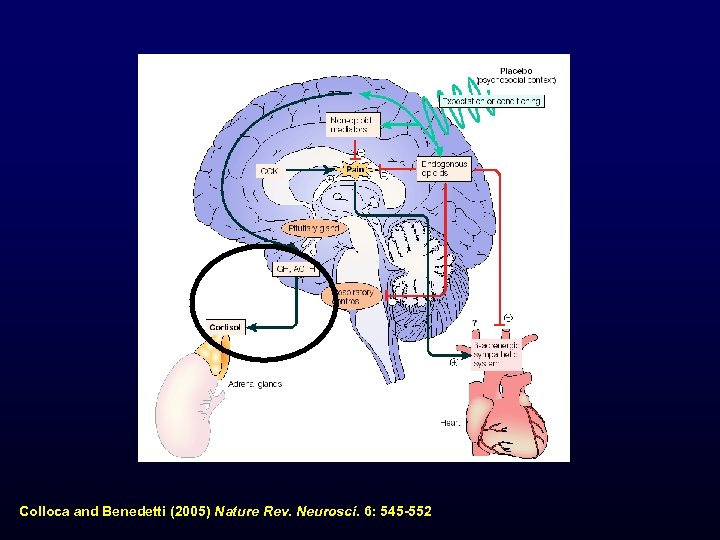 Colloca and Benedetti (2005) Nature Rev. Neurosci. 6: 545 -552 