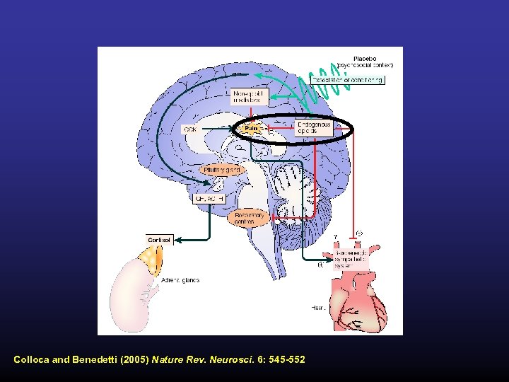 Colloca and Benedetti (2005) Nature Rev. Neurosci. 6: 545 -552 