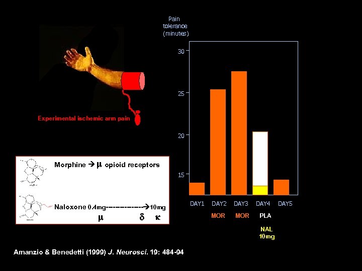 Pain tolerance (minutes) 30 25 Experimental ischemic arm pain 20 Morphine m opioid receptors