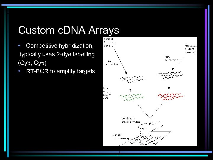 Custom c. DNA Arrays • Competitive hybridization, typically uses 2 -dye labelling (Cy 3,