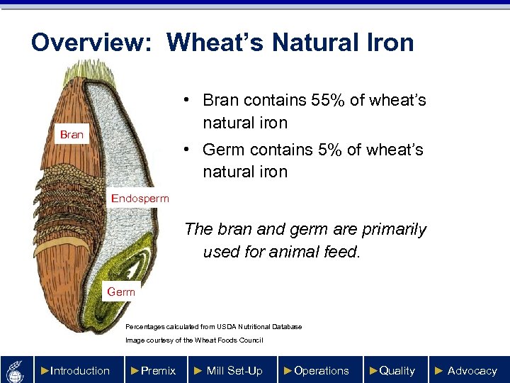 Overview: Wheat’s Natural Iron • Bran contains 55% of wheat’s natural iron Bran •