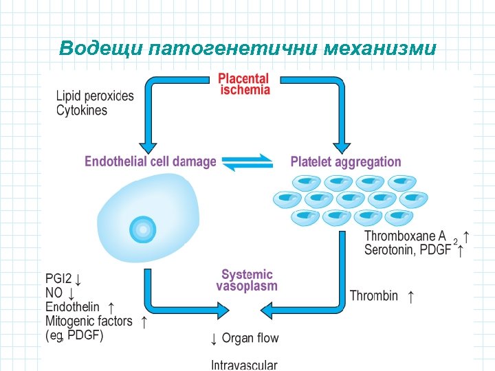 Водещи патогенетични механизми 
