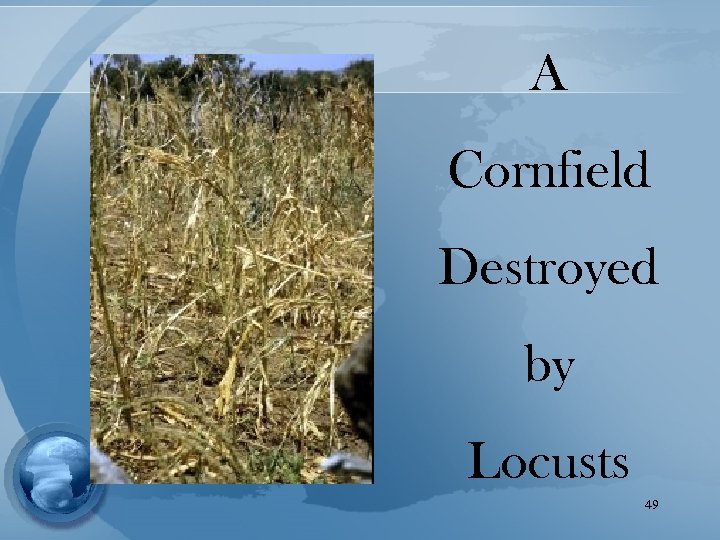A Cornfield Destroyed by Locusts 49 