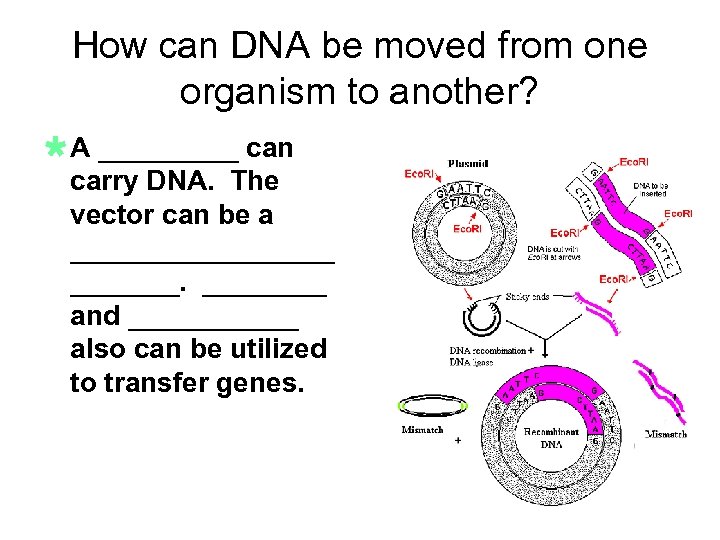 How can DNA be moved from one organism to another? Ù A _____ can