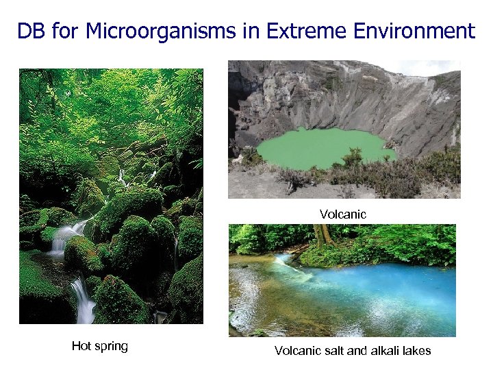 DB for Microorganisms in Extreme Environment Volcanic Hot spring Volcanic salt and alkali lakes