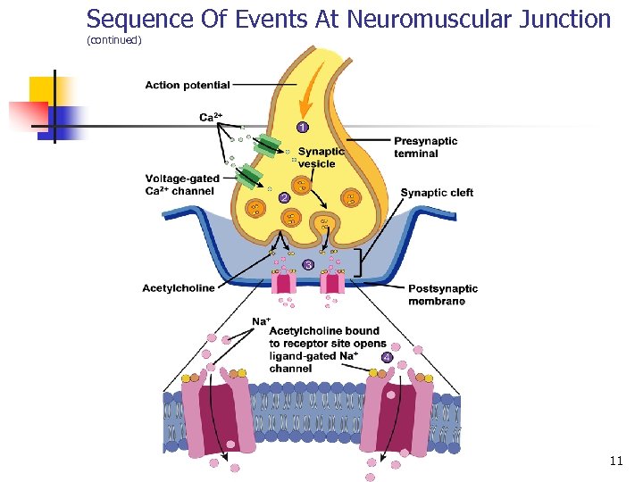 Sequence Of Events At Neuromuscular Junction (continued) 11 