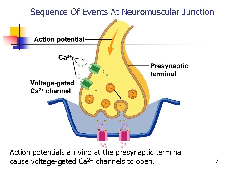 Sequence Of Events At Neuromuscular Junction Action potentials arriving at the presynaptic terminal cause