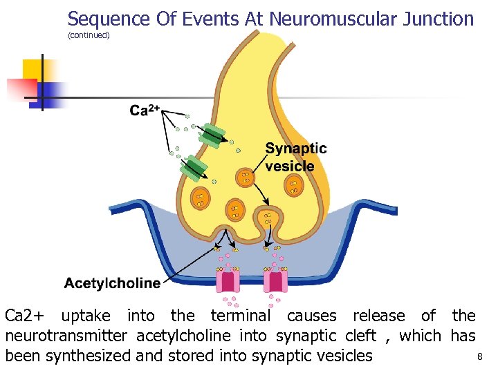 Sequence Of Events At Neuromuscular Junction (continued) Ca 2+ uptake into the terminal causes