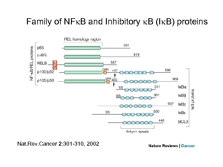Family of NF B and Inhibitory B (I B) proteins Nat. Rev. Cancer 2: