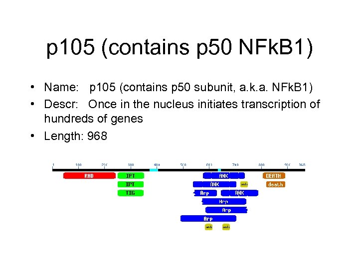 p 105 (contains p 50 NFk. B 1) • Name: p 105 (contains p