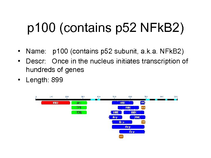 p 100 (contains p 52 NFk. B 2) • Name: p 100 (contains p