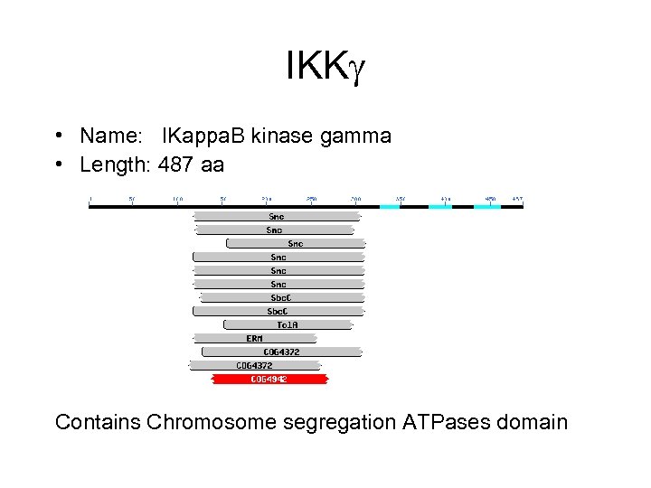 IKK • Name: IKappa. B kinase gamma • Length: 487 aa Contains Chromosome segregation