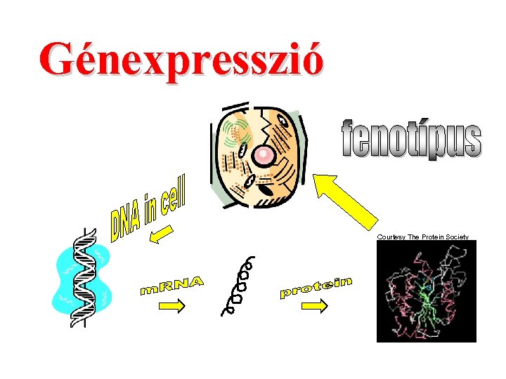 Génexpresszió Courtesy The Protein Society 