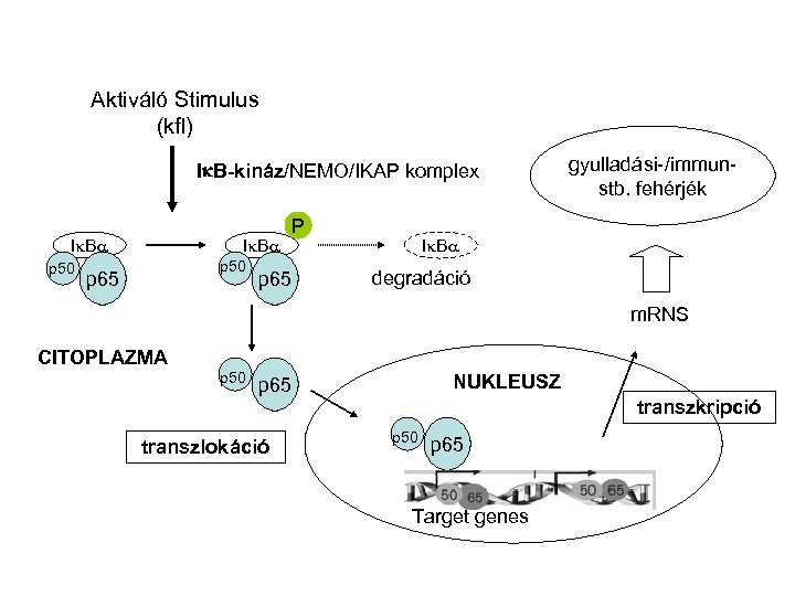 Aktiváló Stimulus (kfl) Ik. B-kináz/NEMO/IKAP komplex I B p 50 p 65 P p