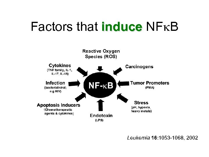 Factors that induce NF B induce Reactive Oxygen Species (ROS) Leukemia 16: 1053 -1068,
