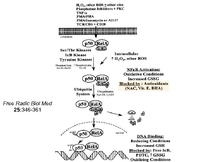 Free Radic Biol Med 25: 346 -361 