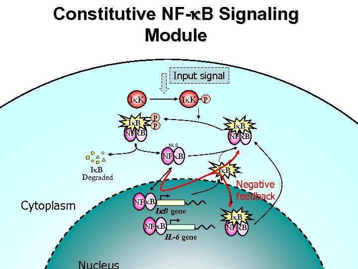 Constitutive NF-k. B Signaling Module Input signal I K P I B P NF