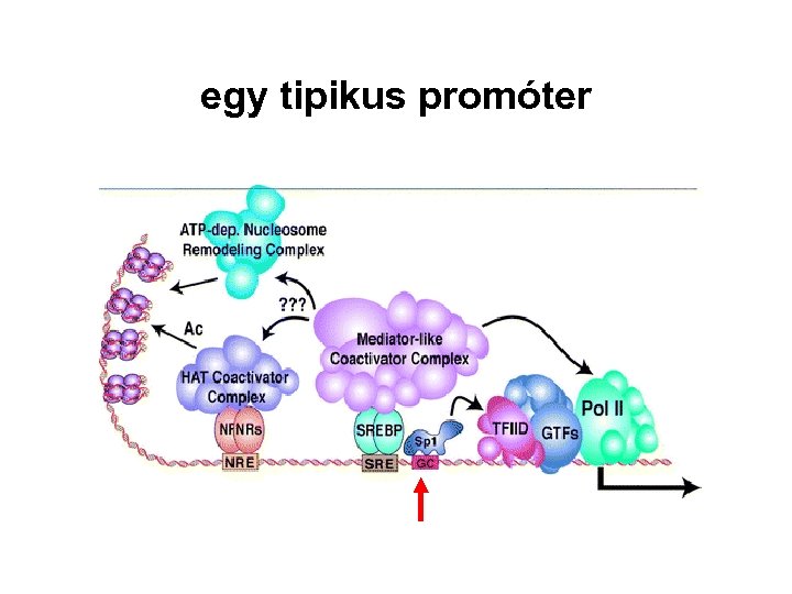 egy tipikus promóter 