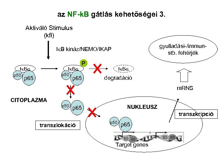 az NF-k. B gátlás kehetőségei 3. Aktiváló Stimulus (kfl) gyulladási-/immunstb. fehérjék I B kináz/NEMO/IKAP