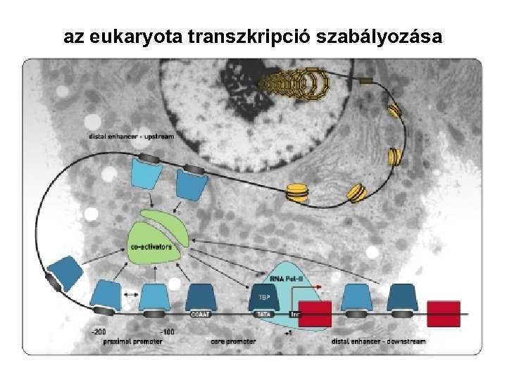 az eukaryota transzkripció szabályozása 