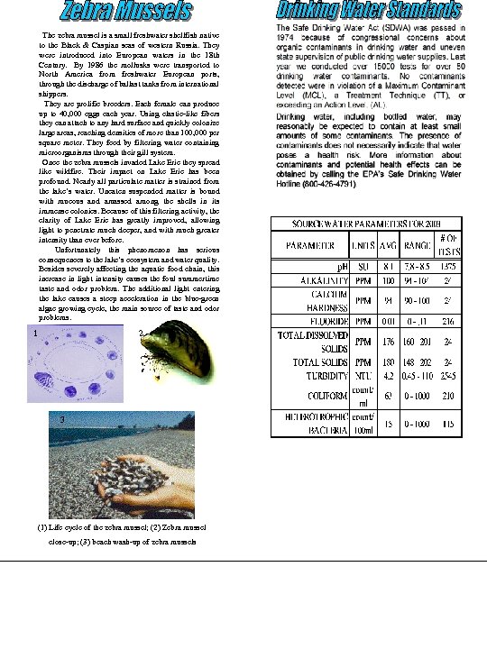 The zebra mussel is a small freshwater shellfish native to the Black & Caspian