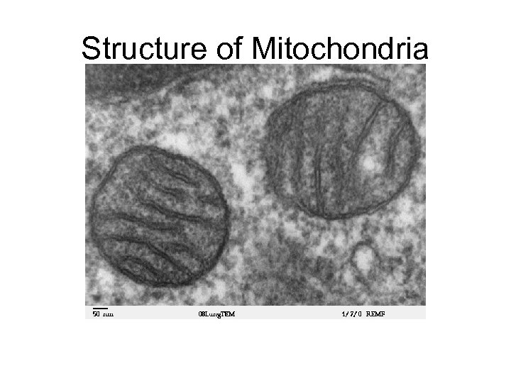 Structure of Mitochondria 