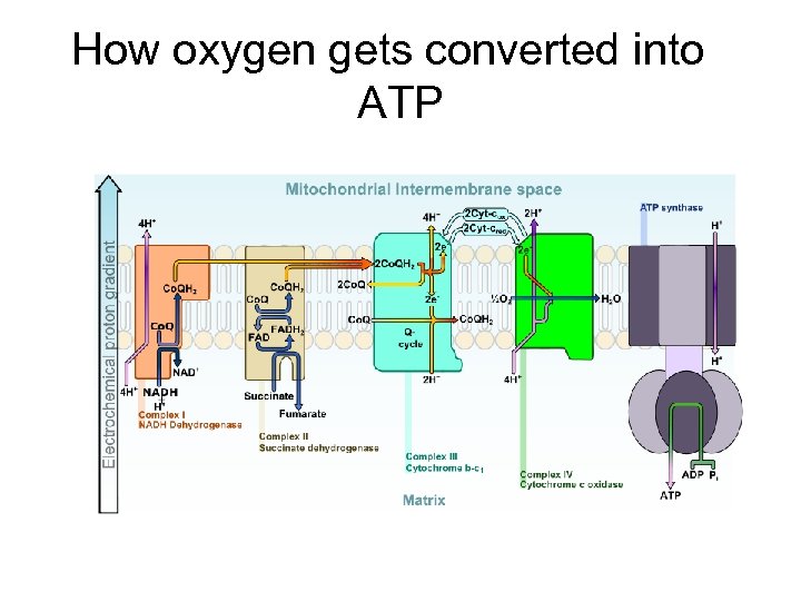 How oxygen gets converted into ATP 
