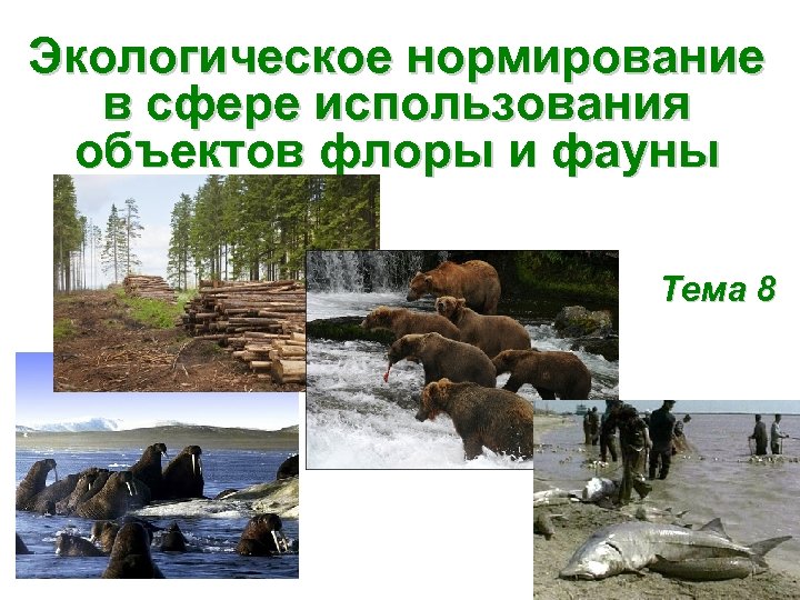 Экологическое нормирование в сфере использования объектов флоры и фауны Тема 8 