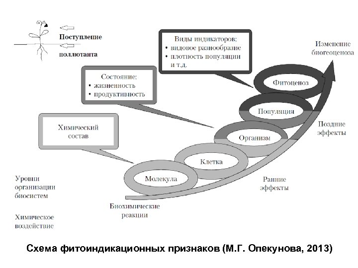 Схема фитоиндикационных признаков (М. Г. Опекунова, 2013) 