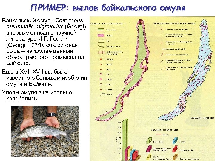 ПРИМЕР: вылов байкальского омуля Байкальский омуль Coregonus autumnalis migratorius (Georgi) впервые описан в научной