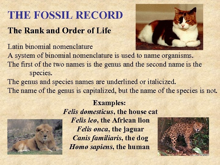 THE FOSSIL RECORD The Rank and Order of Life Latin binomial nomenclature A system