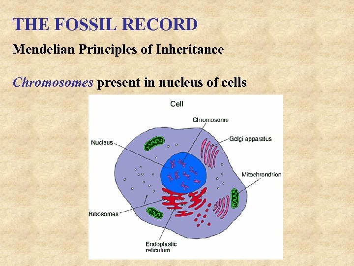 THE FOSSIL RECORD Mendelian Principles of Inheritance Chromosomes present in nucleus of cells 