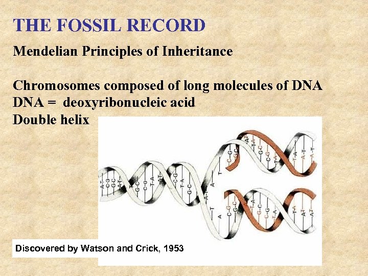 THE FOSSIL RECORD Mendelian Principles of Inheritance Chromosomes composed of long molecules of DNA
