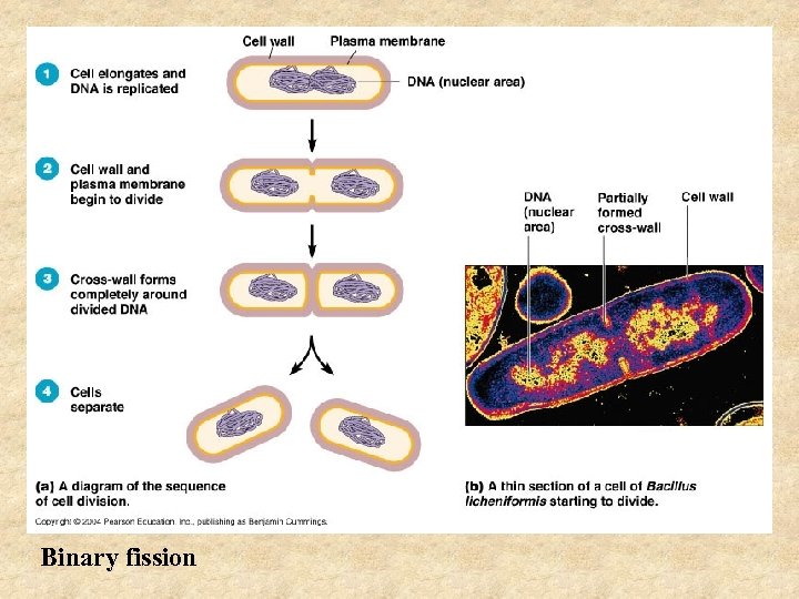 Binary fission 