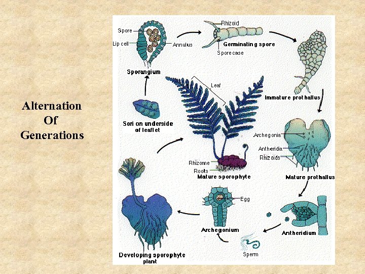 Alternation Of Generations 