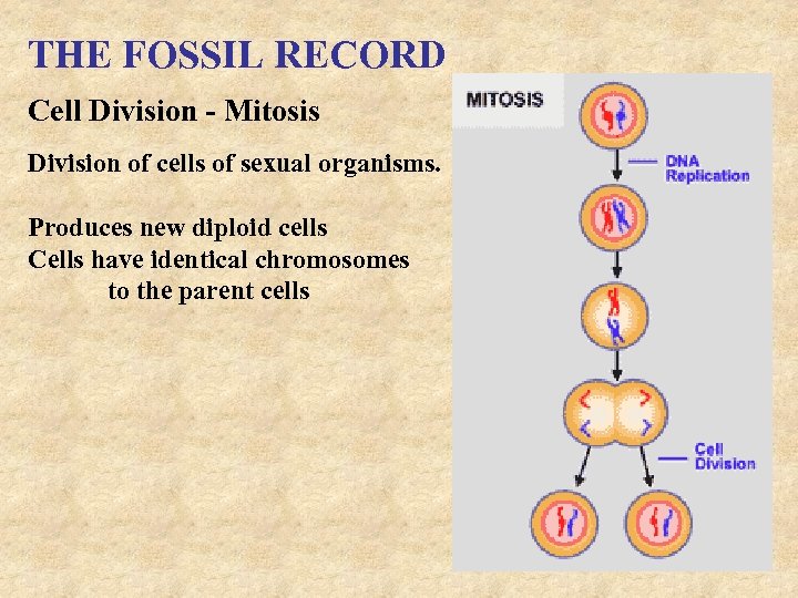 THE FOSSIL RECORD Cell Division - Mitosis Division of cells of sexual organisms. Produces