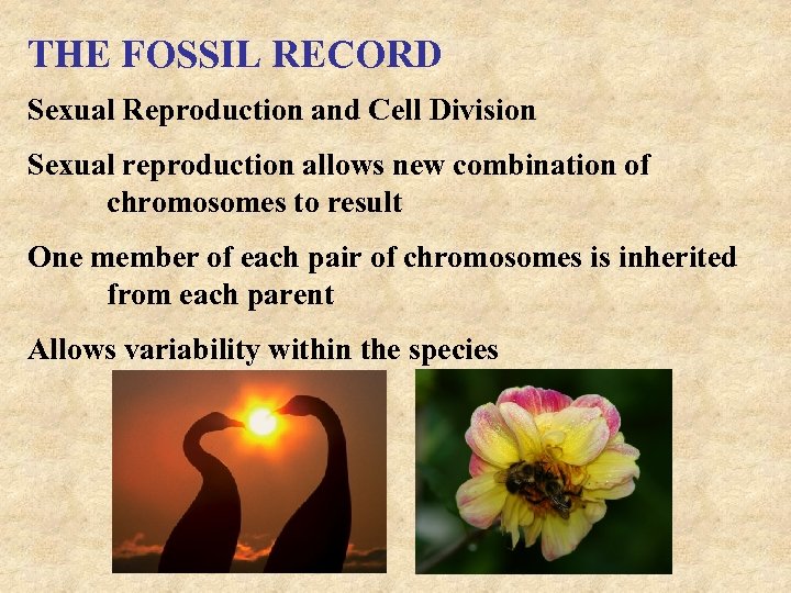 THE FOSSIL RECORD Sexual Reproduction and Cell Division Sexual reproduction allows new combination of