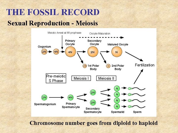 THE FOSSIL RECORD Sexual Reproduction - Meiosis Chromosome number goes from diploid to haploid