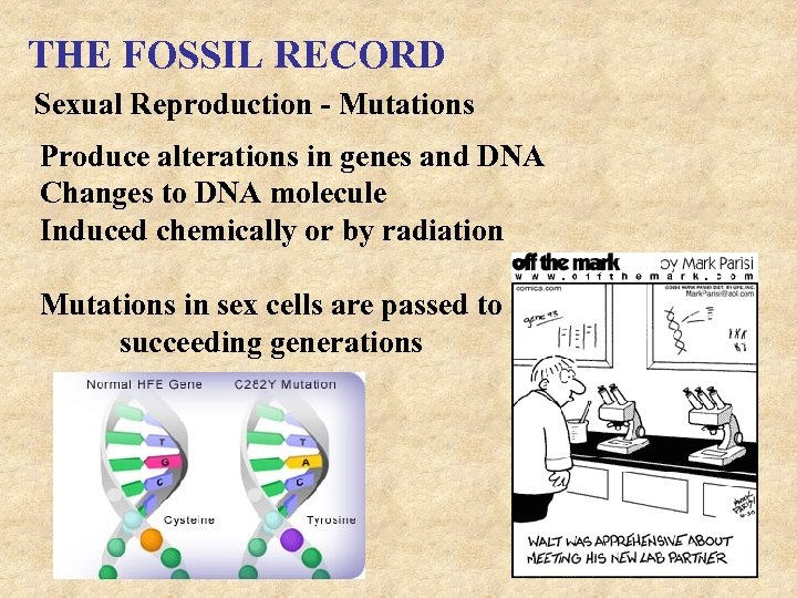 THE FOSSIL RECORD Sexual Reproduction - Mutations Produce alterations in genes and DNA Changes